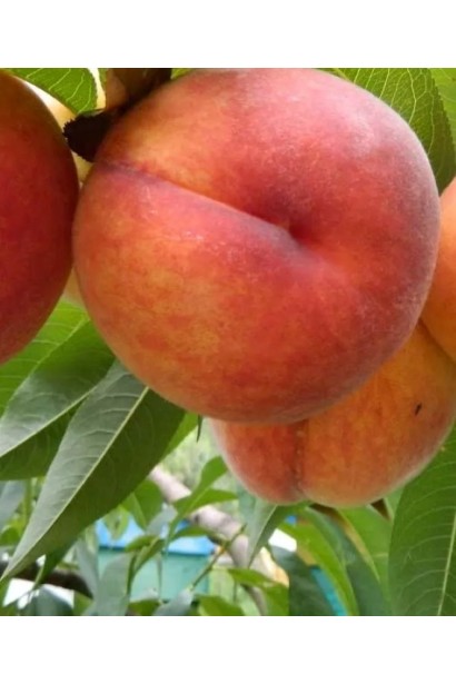 Prunus persica Medovyi